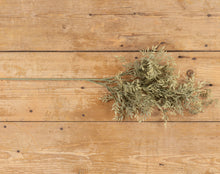 Load image into Gallery viewer, Mini Hanging Ficus