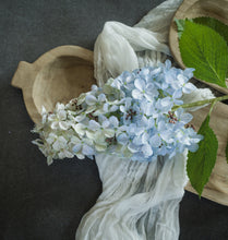 Load image into Gallery viewer, Ombre Blue Cone Hydrangea