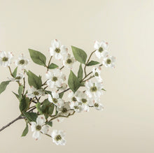 Load image into Gallery viewer, Dogwood Stems
