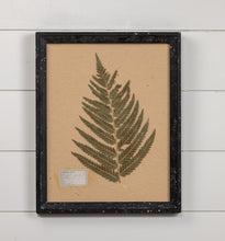 Load image into Gallery viewer, Pressed Fern In Black Frame