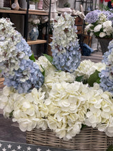 Load image into Gallery viewer, Ombre Blue Cone Hydrangea