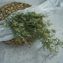 Load image into Gallery viewer, Mini Hanging Ficus