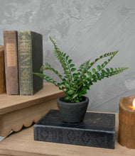 Load image into Gallery viewer, Boston Fern in Black Ceramic Pot