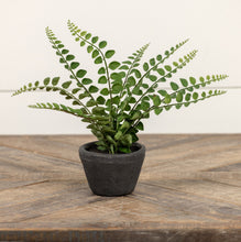Load image into Gallery viewer, Boston Fern in Black Ceramic Pot
