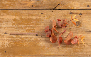 Burnt Orange Airy Eucalyptus Stems