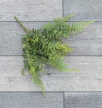 Load image into Gallery viewer, Buckler Fern Stem