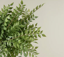 Load image into Gallery viewer, Mini Smilax Stem