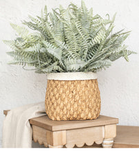 Load image into Gallery viewer, Light Little Emperor Fern Stem