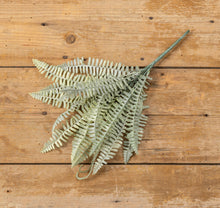 Load image into Gallery viewer, Light Little Emperor Fern Stem