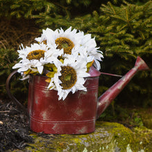 Load image into Gallery viewer, Cream Mini Sunflower Stem