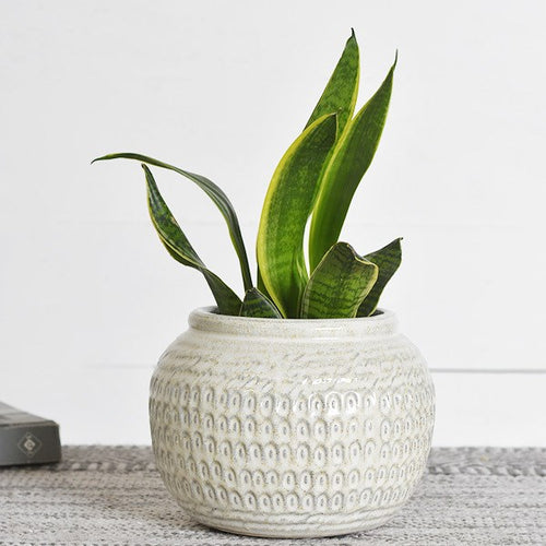 White Dotted Planter