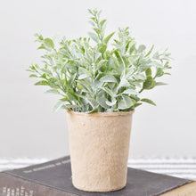 Load image into Gallery viewer, Dusty Leaf Plant In Paper Pot