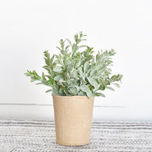 Load image into Gallery viewer, Dusty Leaf Plant In Paper Pot
