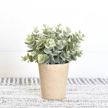 Load image into Gallery viewer, Eucalyptus In Paper Pot