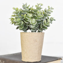 Load image into Gallery viewer, Eucalyptus In Paper Pot