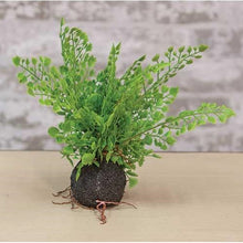 Load image into Gallery viewer, Rooted Ferns