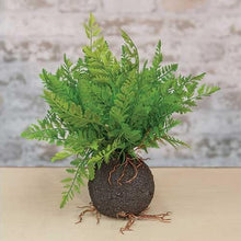Load image into Gallery viewer, Rooted Ferns