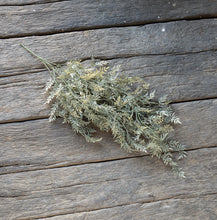 Load image into Gallery viewer, Hanging Ficus