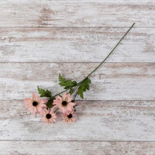 Load image into Gallery viewer, Pink Black-Eyed Susan