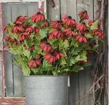 Load image into Gallery viewer, Red black eyed Susan stem