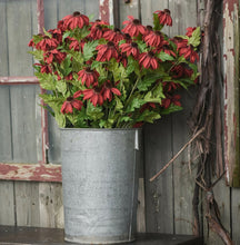 Load image into Gallery viewer, Red black eyed Susan stem