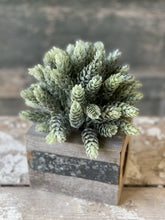Load image into Gallery viewer, Frost Ridge Hops Half Sphere