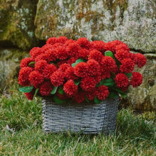 Load image into Gallery viewer, Red Mum Stems