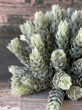 Load image into Gallery viewer, Frost Ridge Hops Half Sphere