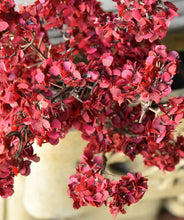 Load image into Gallery viewer, Orchard Blooms Bush